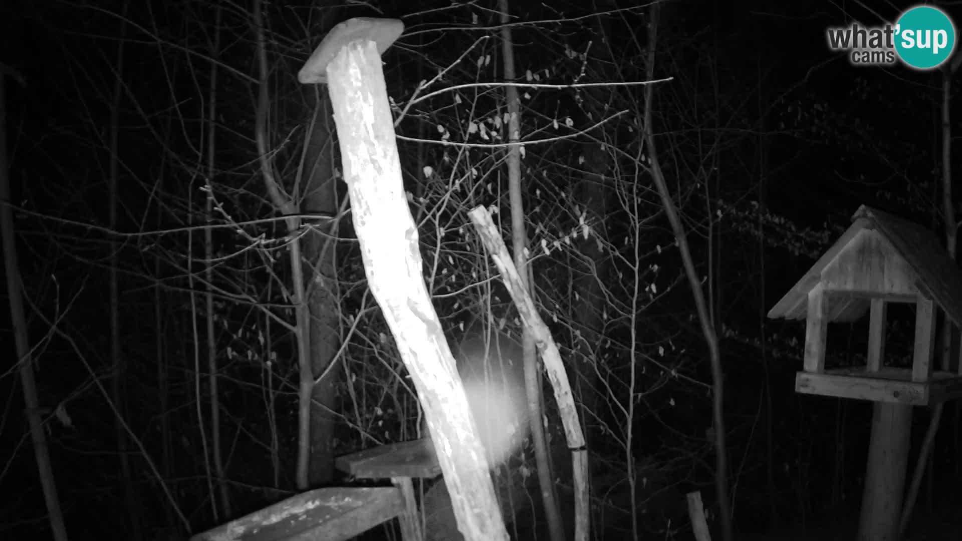 Mangiatoie per uccelli allo ZOO di Lubiana livecam