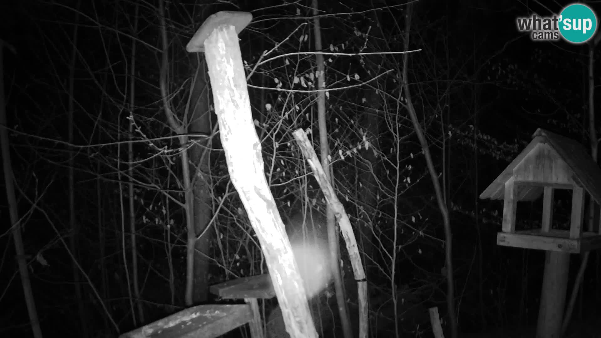 Mangiatoie per uccelli allo ZOO di Lubiana livecam