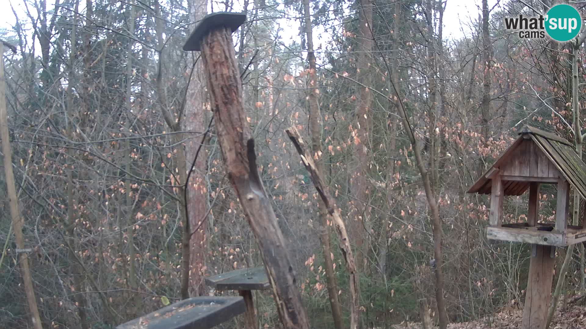 Vogelfutterhäuschen im ZOO webcam Ljubljana