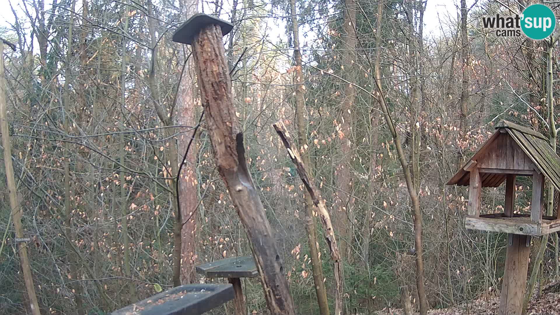 Vogelfutterhäuschen im ZOO webcam Ljubljana