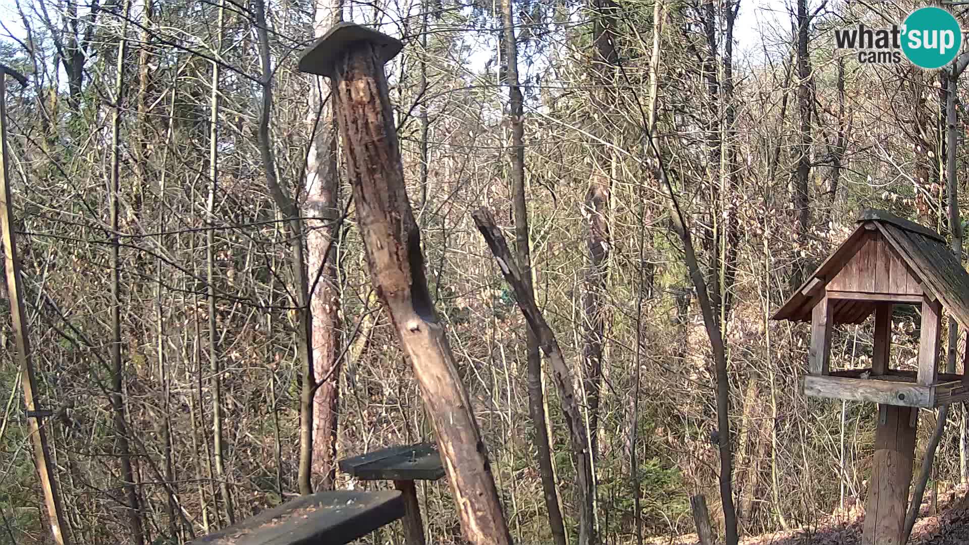 Vogelfutterhäuschen im ZOO webcam Ljubljana