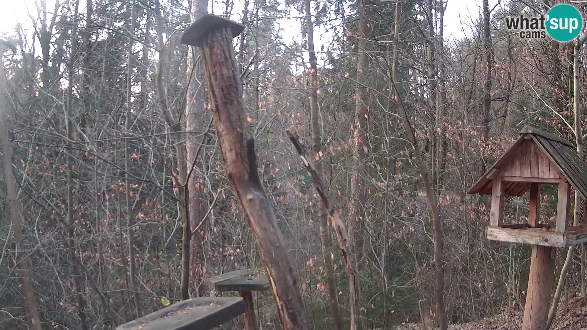 Hranilice za ptice u ZOO web kamera Ljubljana