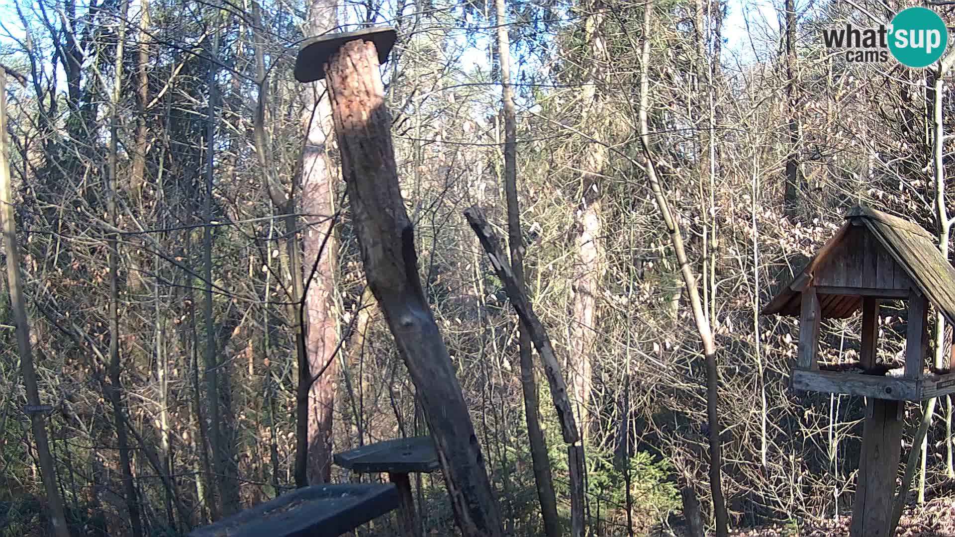 Krmilnice za ptiče v ZOO Ljubljana spletna kamera