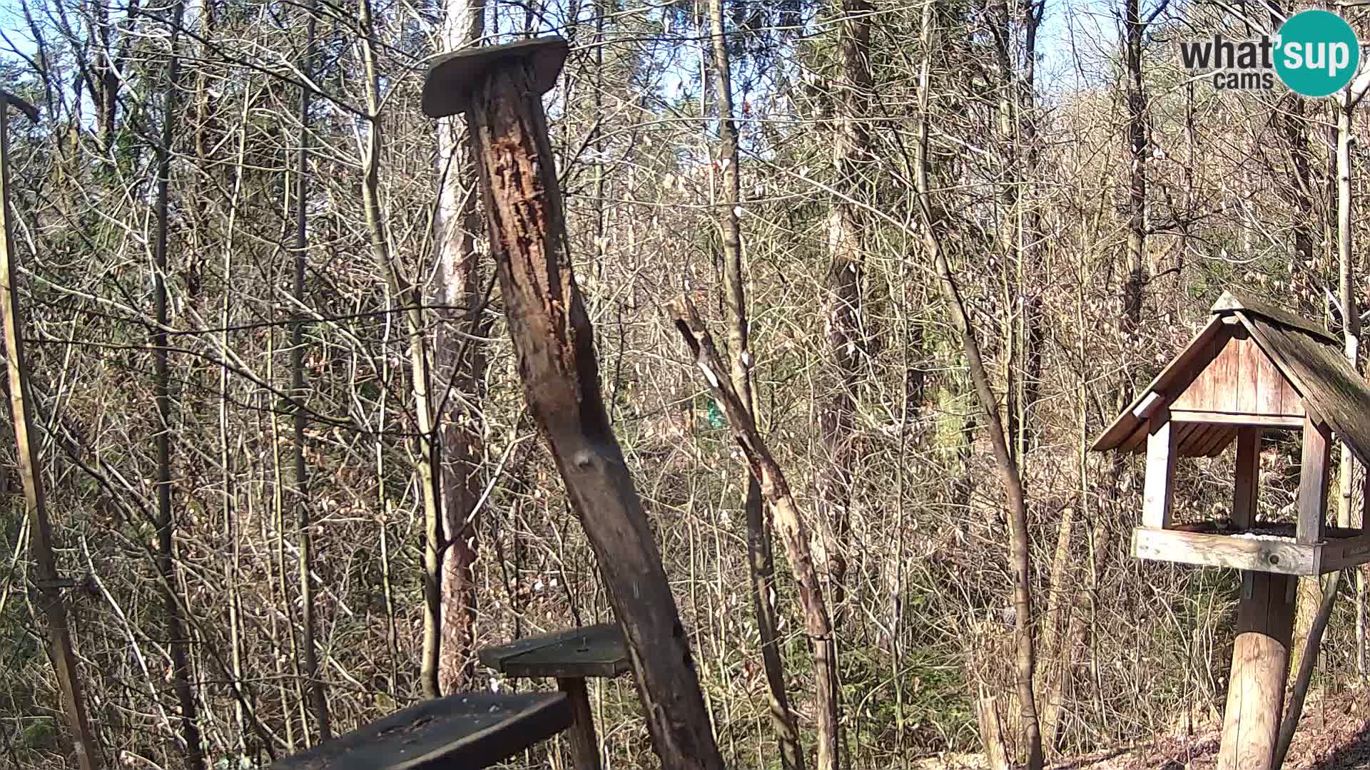 Krmilnice za ptiče v ZOO Ljubljana spletna kamera