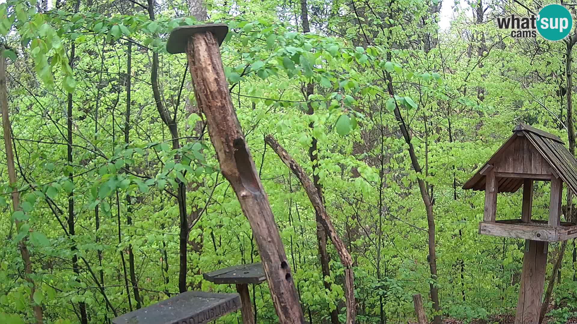 Krmilnice za ptiče v ZOO Ljubljana spletna kamera