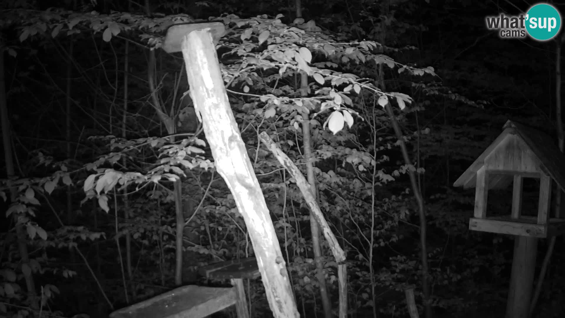 Vogelfutterhäuschen im ZOO webcam Ljubljana