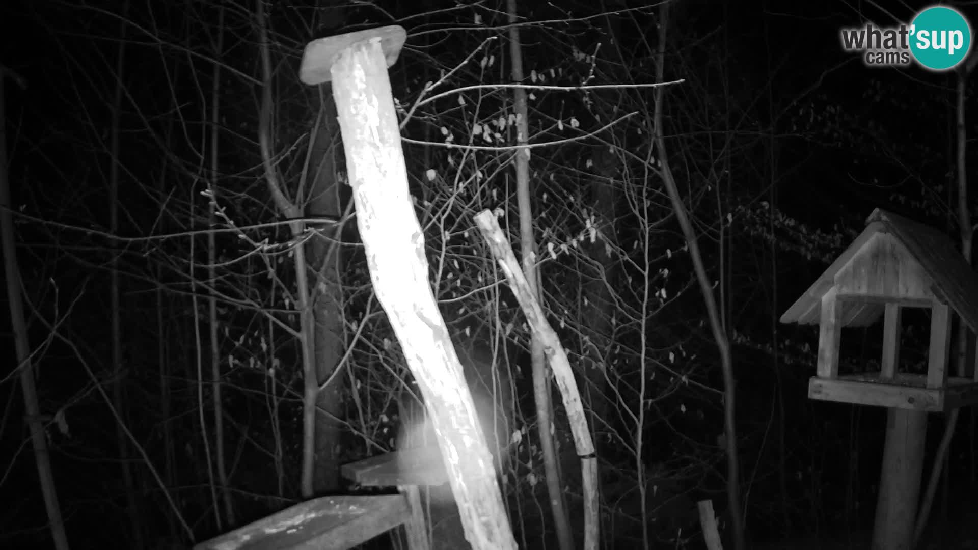 Hranilice za ptice u ZOO web kamera Ljubljana