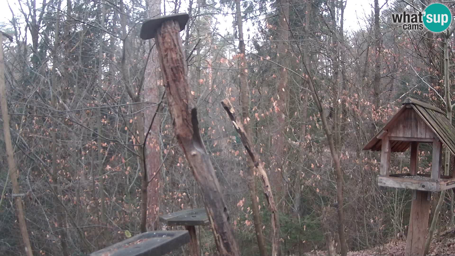 Hranilice za ptice u ZOO web kamera Ljubljana