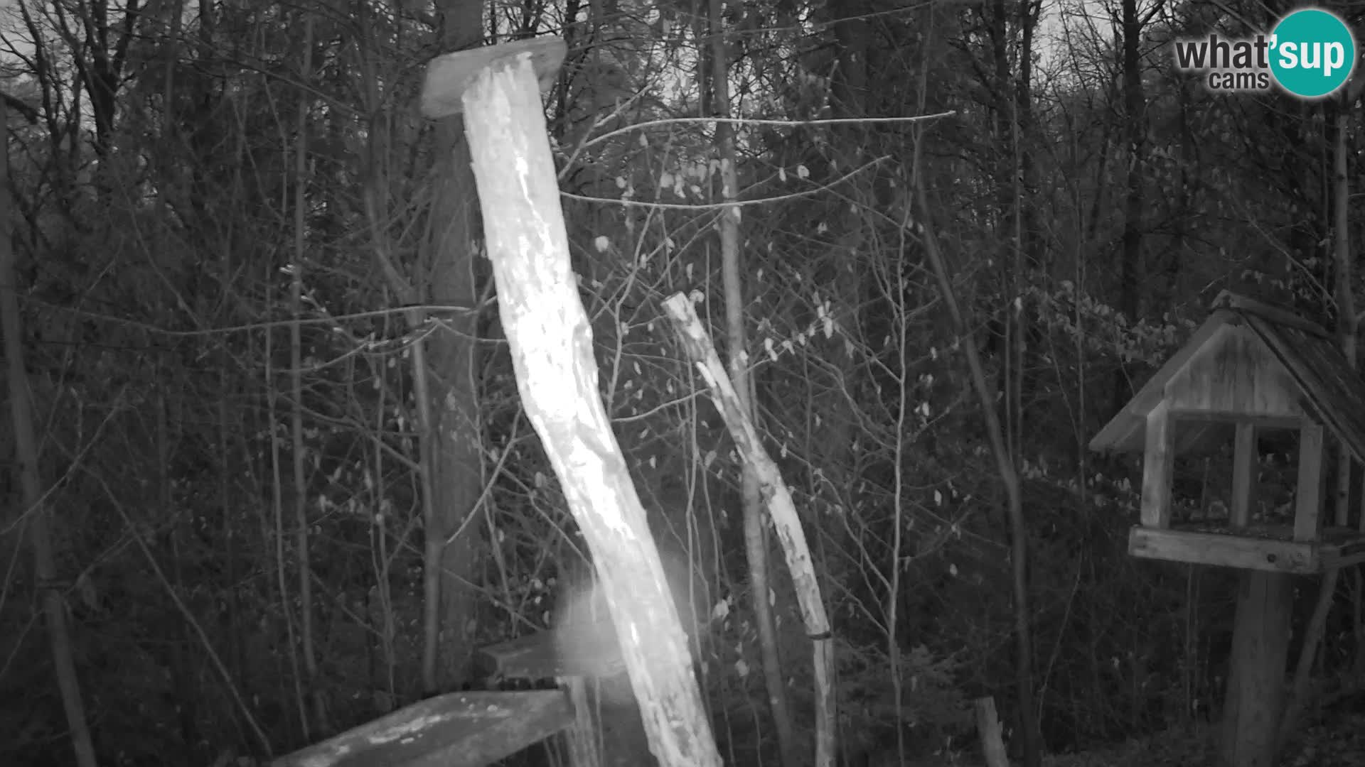 Hranilice za ptice u ZOO web kamera Ljubljana