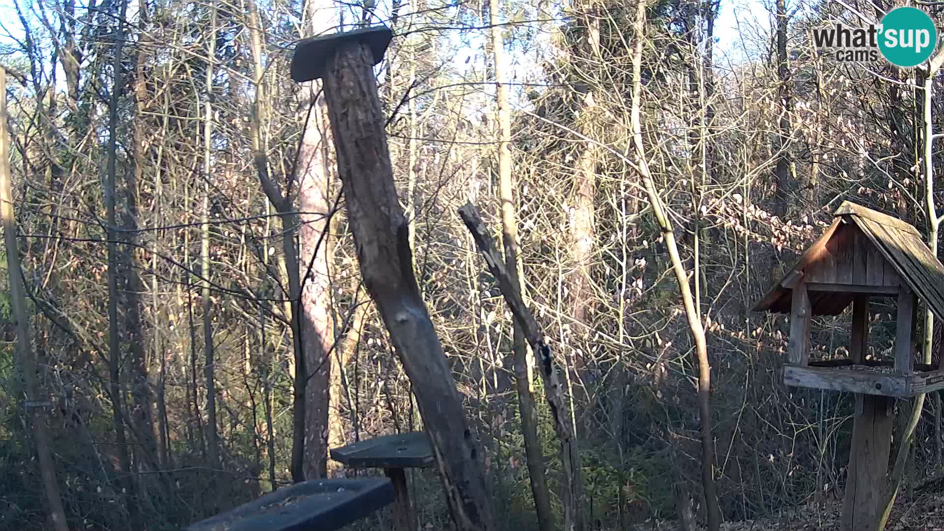 Hranilice za ptice u ZOO web kamera Ljubljana