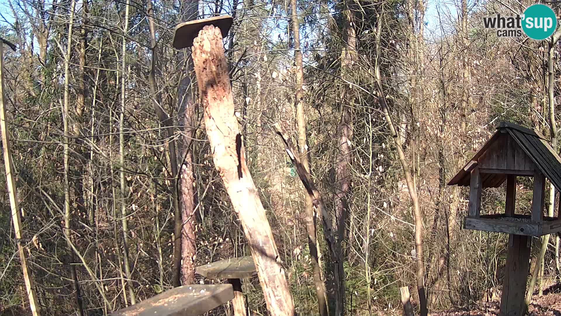 Hranilice za ptice u ZOO web kamera Ljubljana