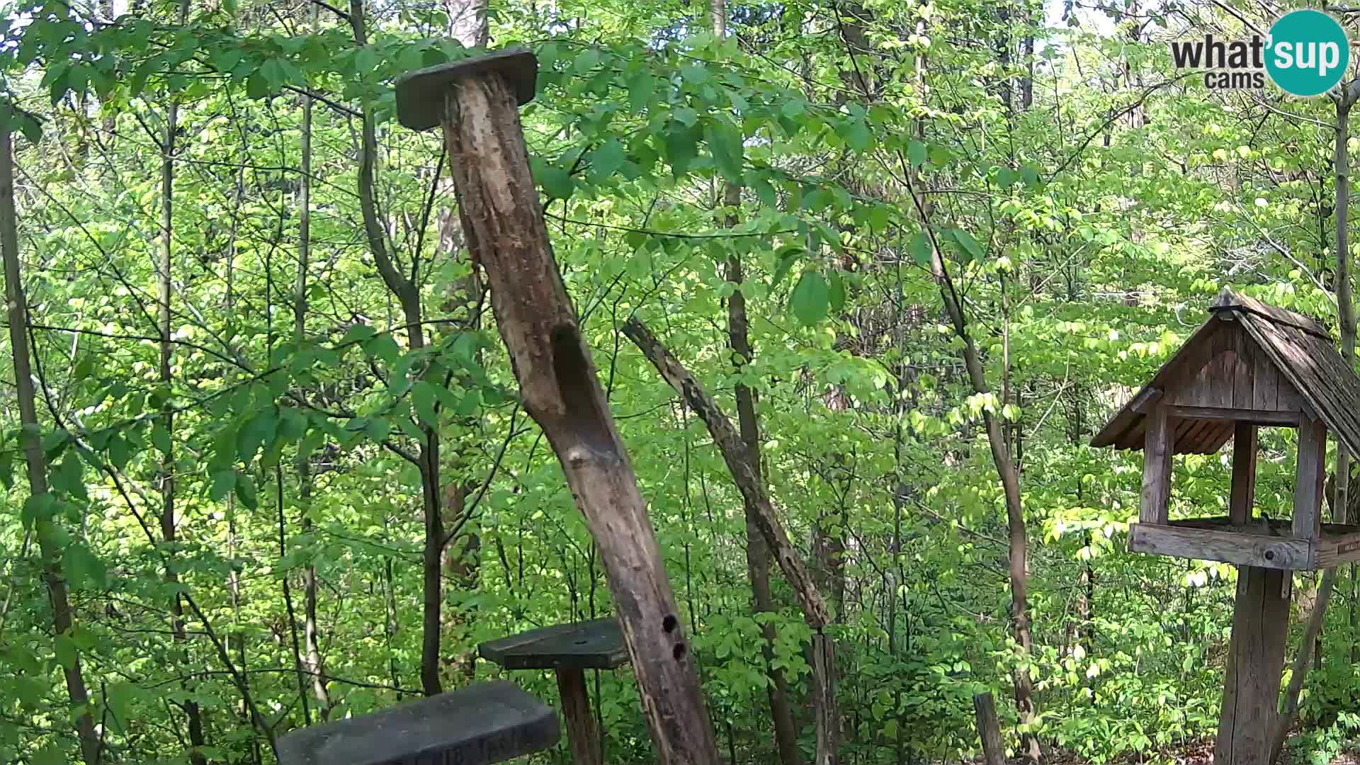 Hranilice za ptice u ZOO web kamera Ljubljana