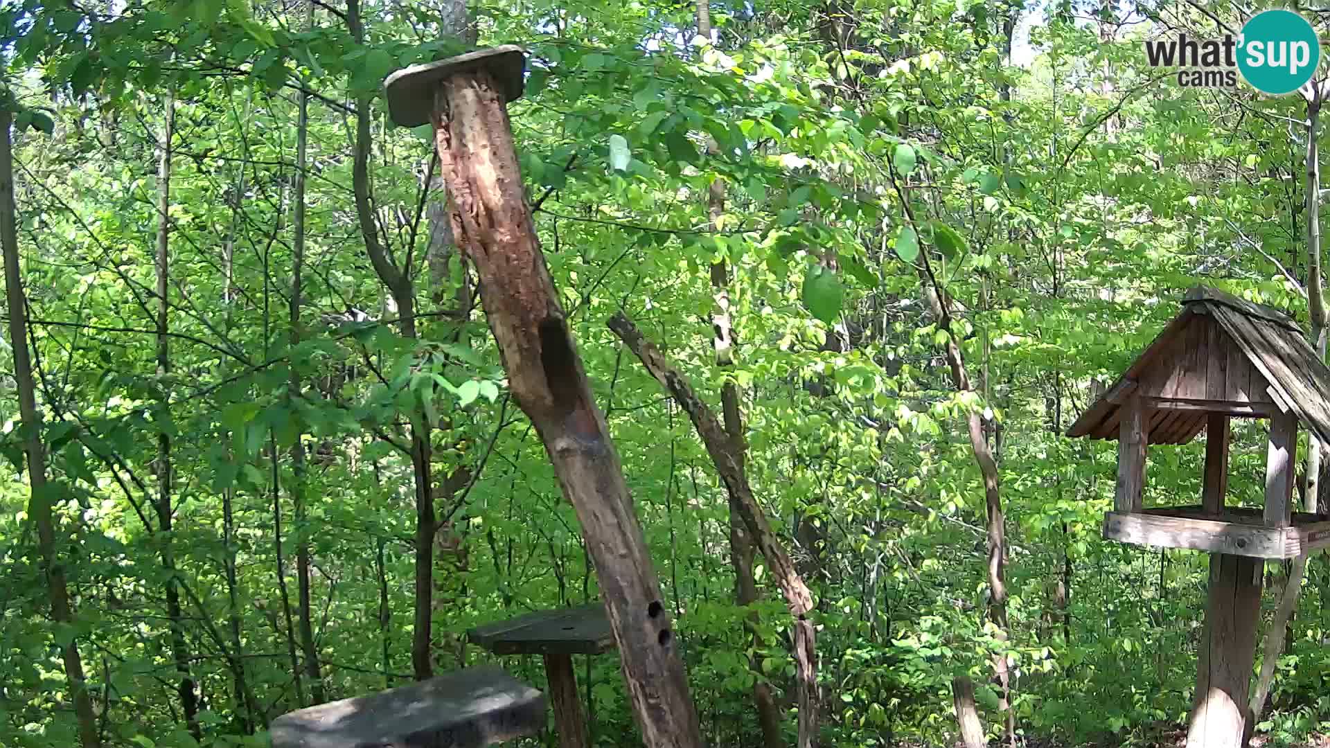 Comederos para pájaros en ZOO Ljubljana camera en vivo