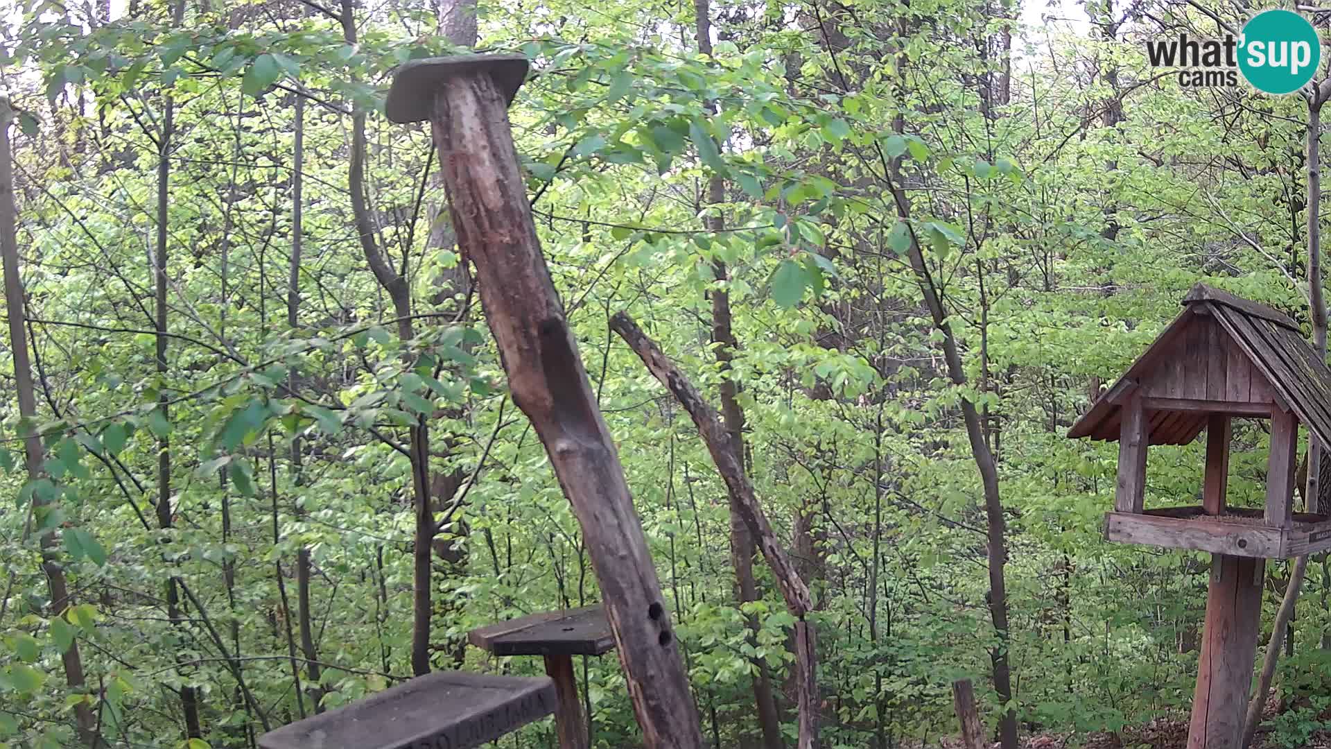 Comederos para pájaros en ZOO Ljubljana camera en vivo