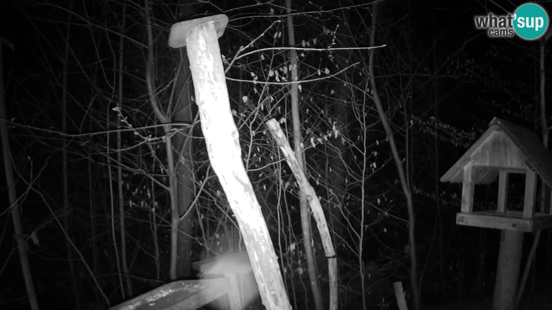 Mangiatoie per uccelli allo ZOO di Lubiana livecam