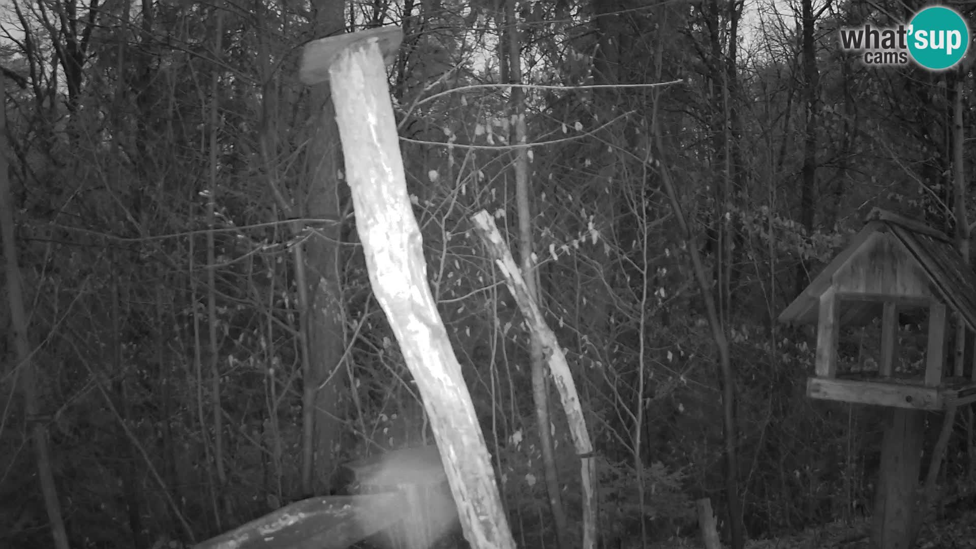 Mangiatoie per uccelli allo ZOO di Lubiana livecam