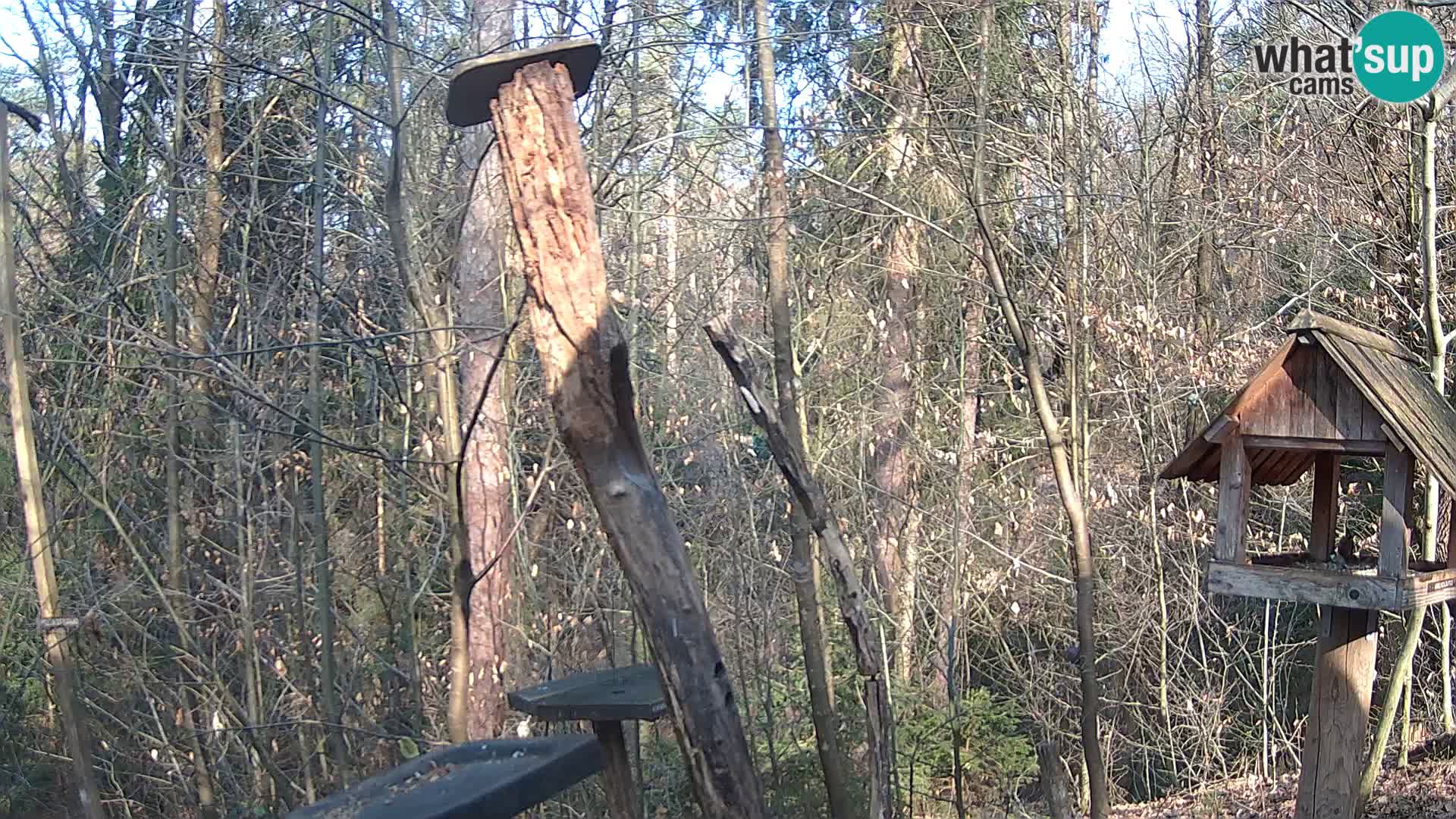 Krmilnice za ptiče v ZOO Ljubljana spletna kamera