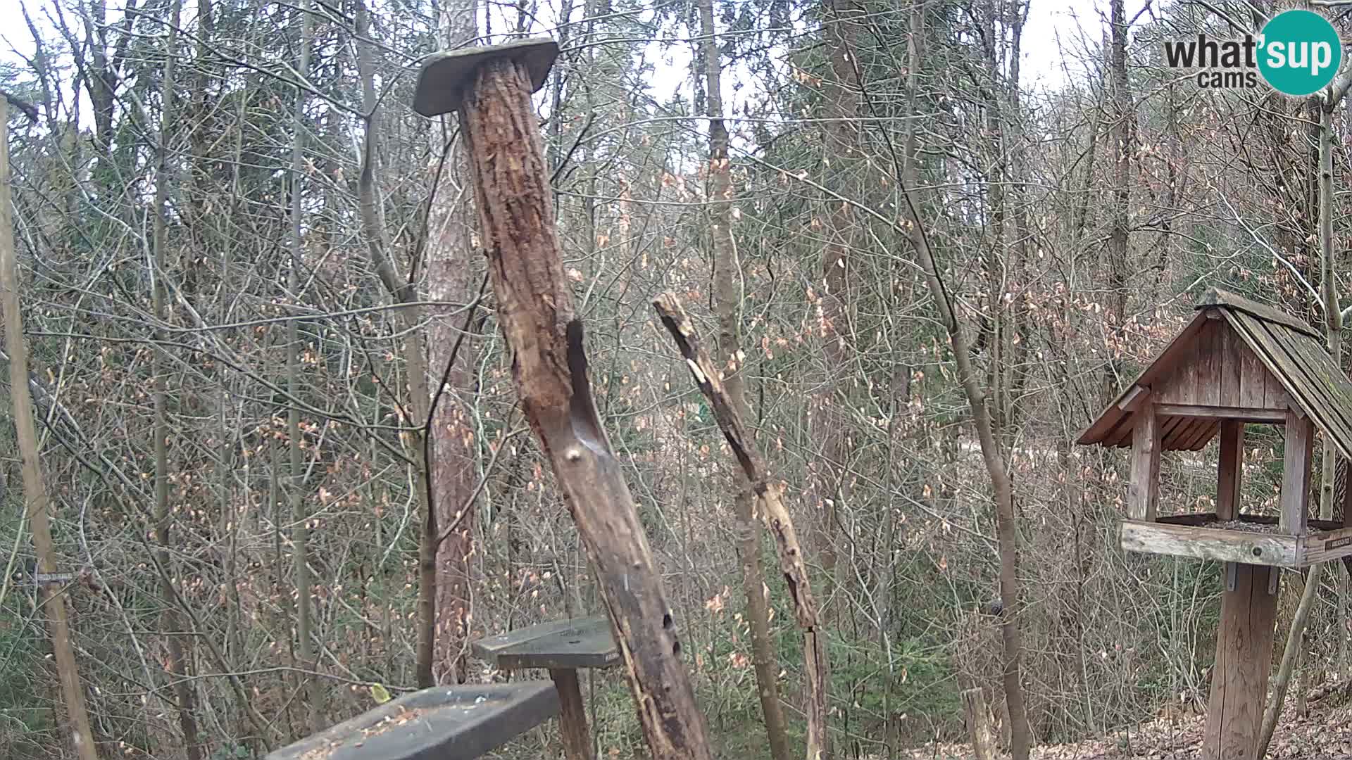 Comederos para pájaros en ZOO Ljubljana camera en vivo