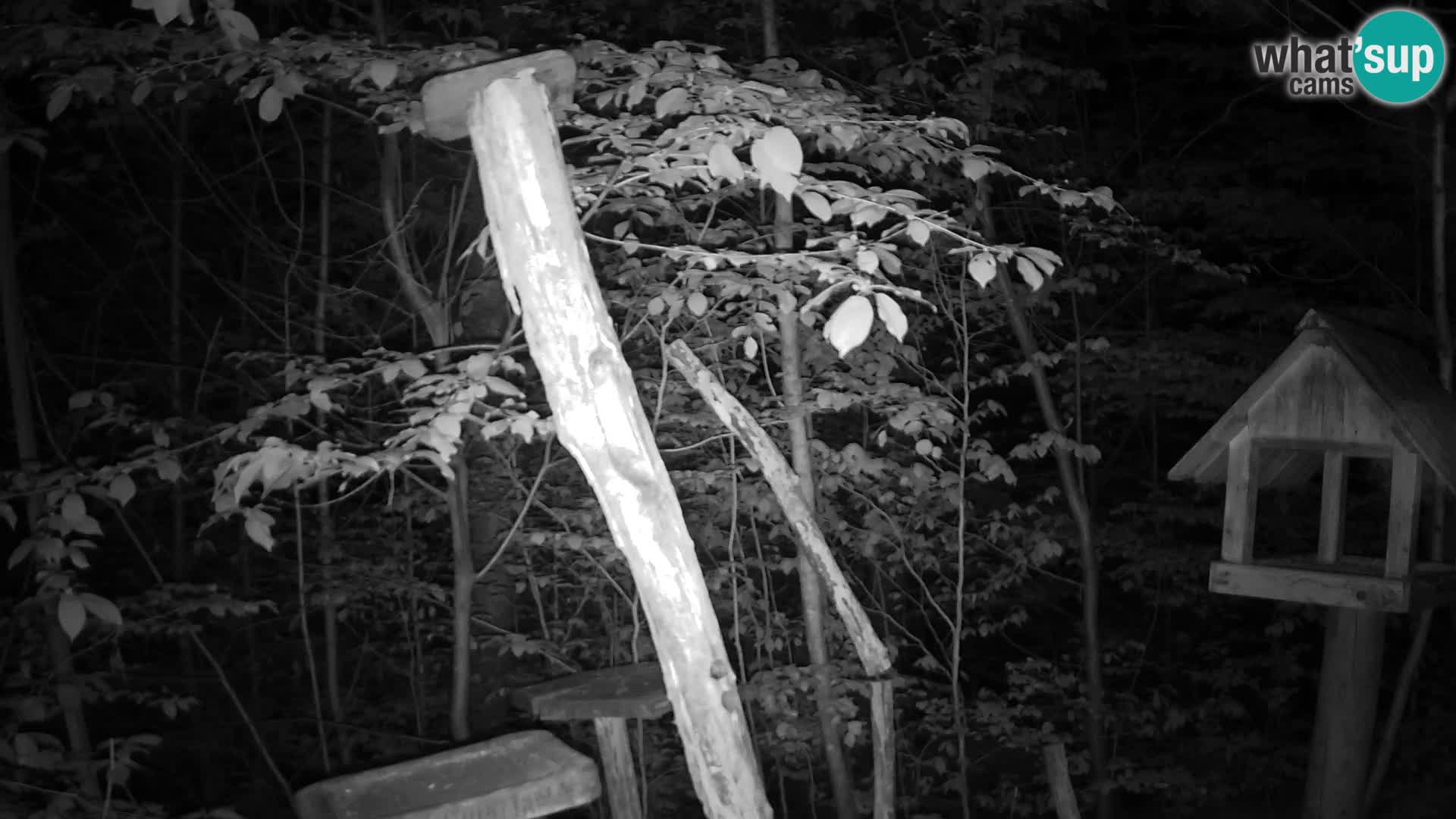 Bird feeders at ZOO Ljubljana webcam