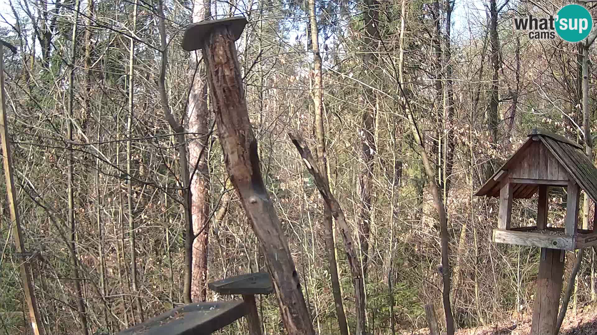 Krmilnice za ptiče v ZOO Ljubljana spletna kamera