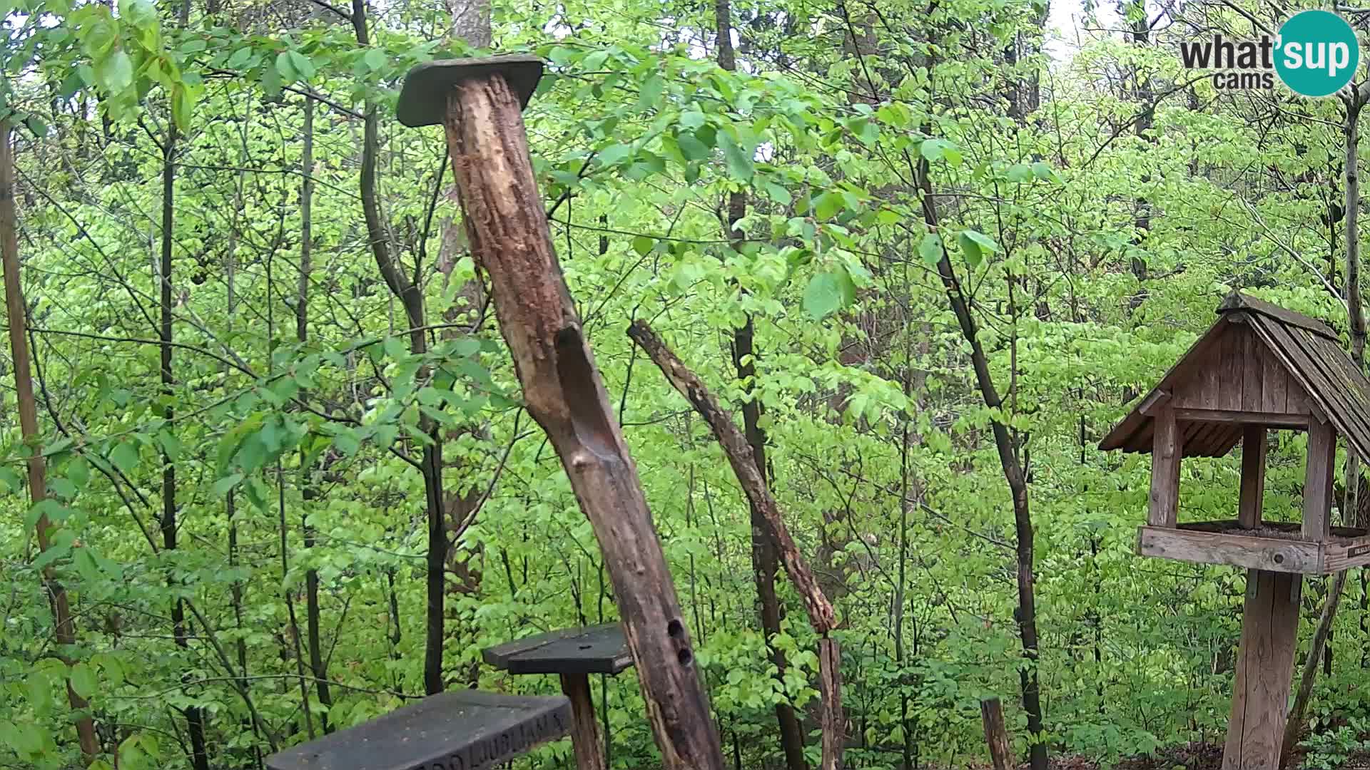 Mangiatoie per uccelli allo ZOO di Lubiana livecam