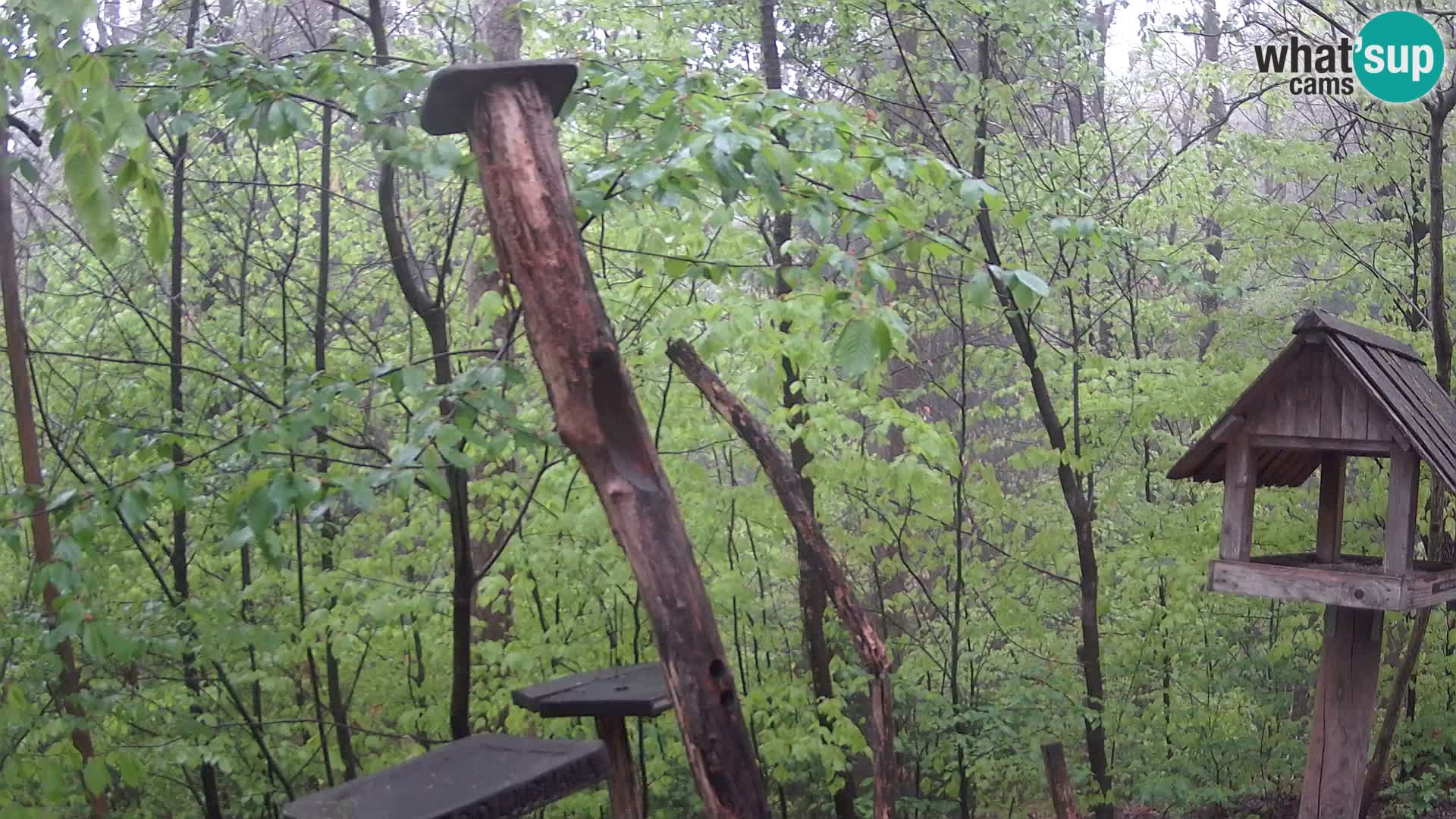 Comederos para pájaros en ZOO Ljubljana camera en vivo