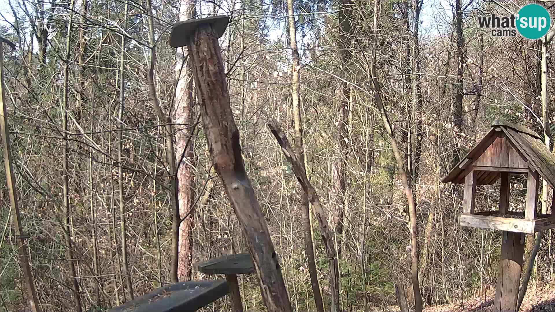 Comederos para pájaros en ZOO Ljubljana camera en vivo