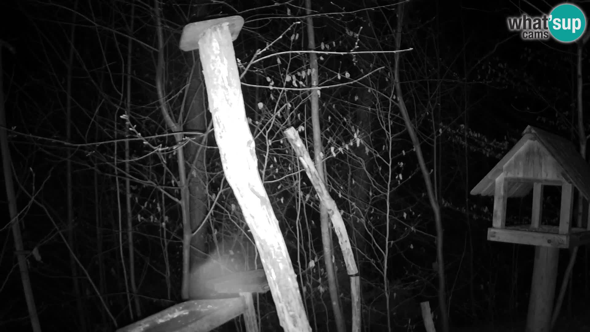 Hranilice za ptice u ZOO web kamera Ljubljana