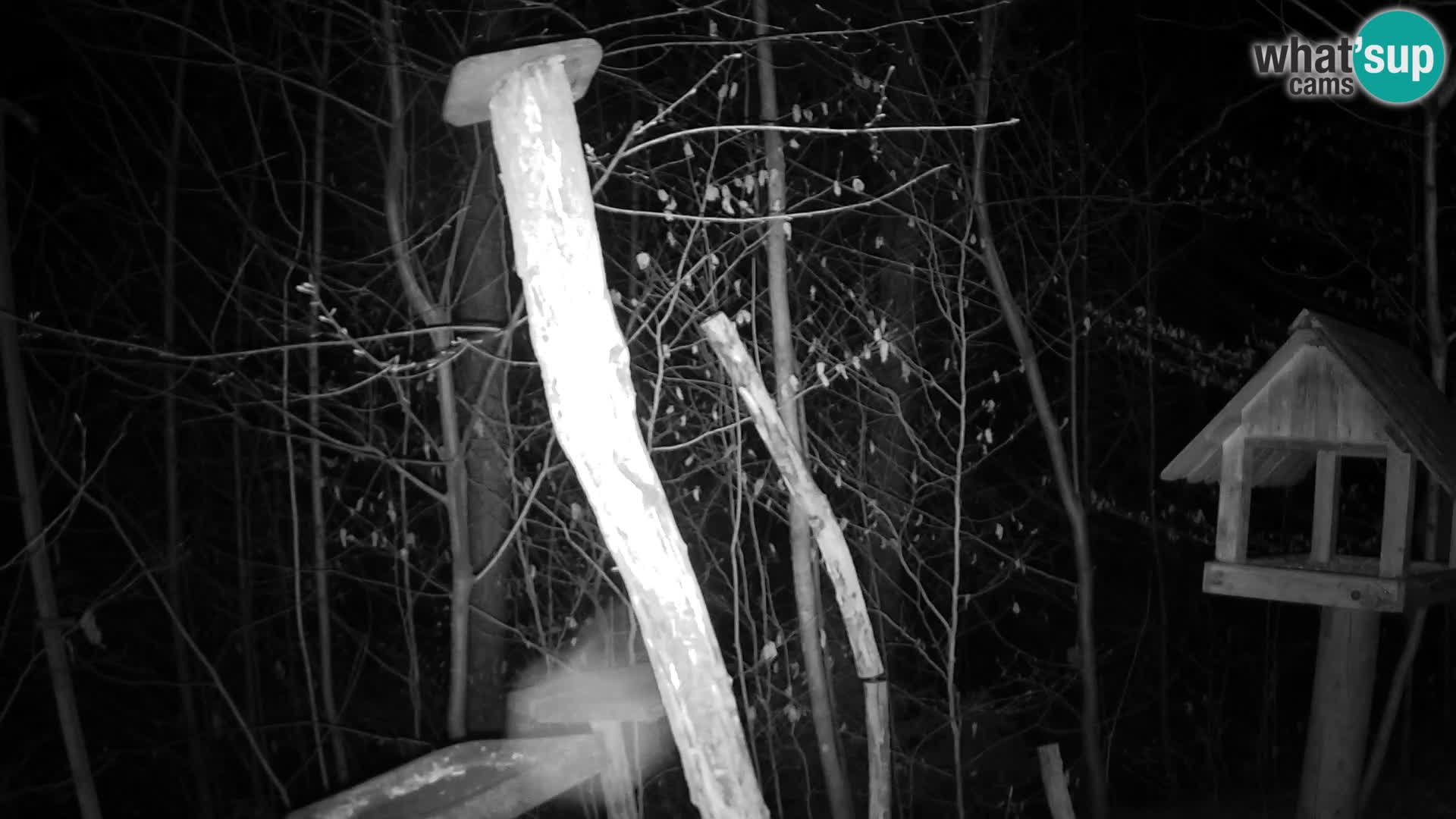 Hranilice za ptice u ZOO web kamera Ljubljana