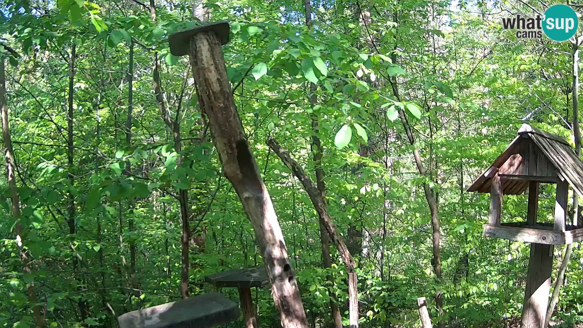 Mangeoires pour oiseaux au ZOO live webcam Ljubljana