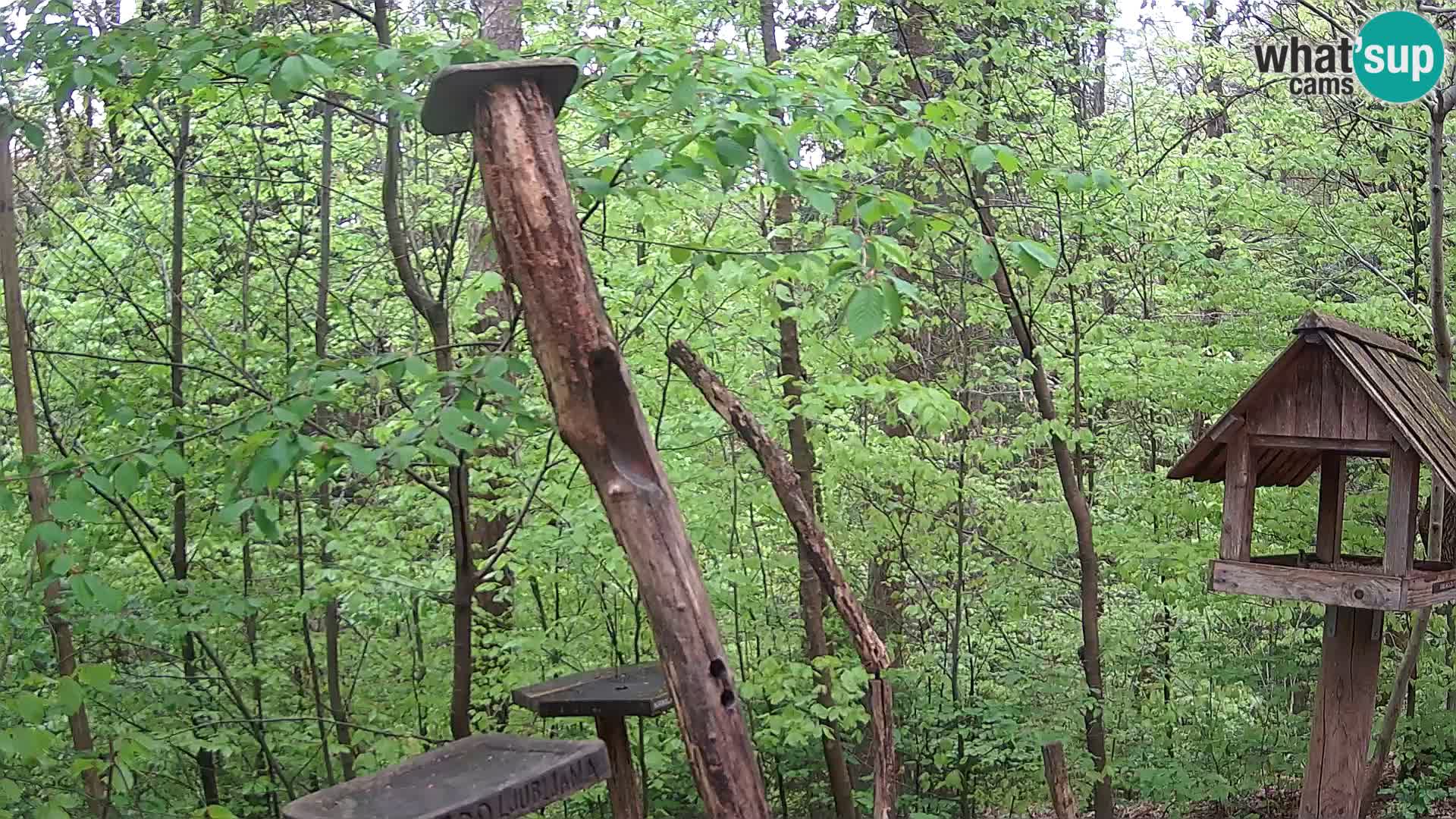 Mangeoires pour oiseaux au ZOO live webcam Ljubljana