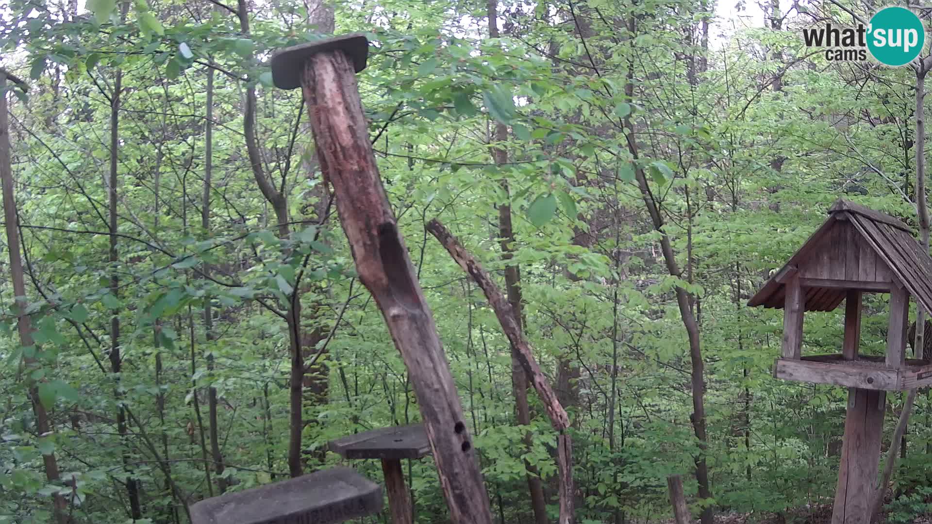 Comederos para pájaros en ZOO Ljubljana camera en vivo