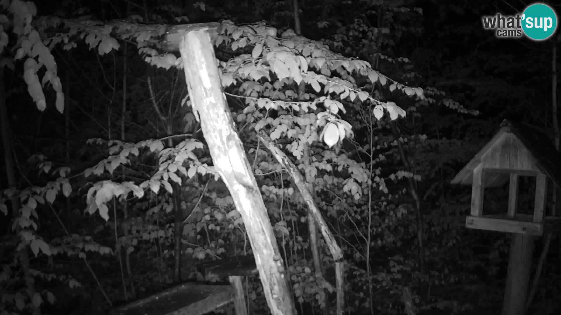 Comederos para pájaros en ZOO Ljubljana camera en vivo