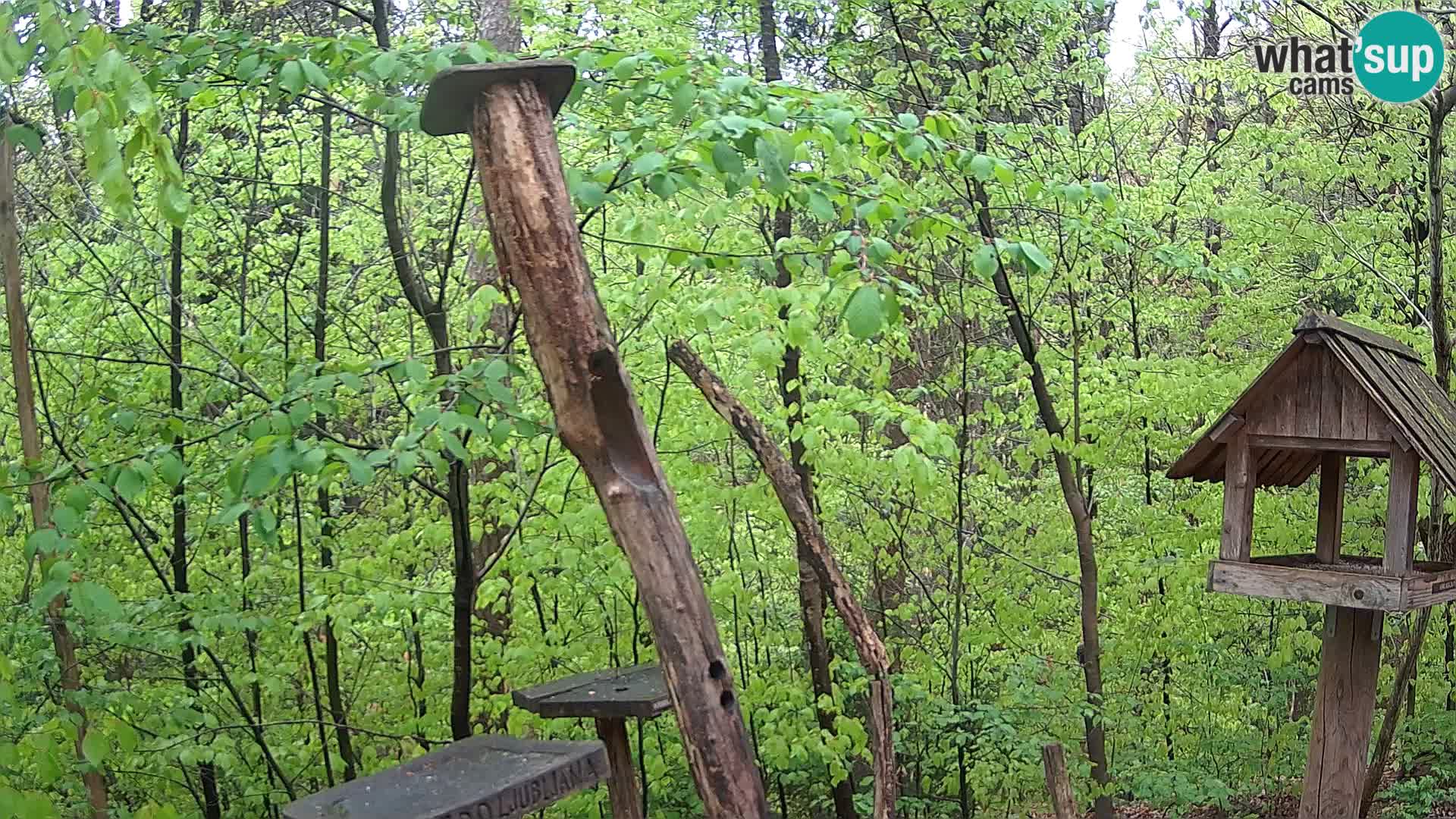 Hranilice za ptice u ZOO web kamera Ljubljana