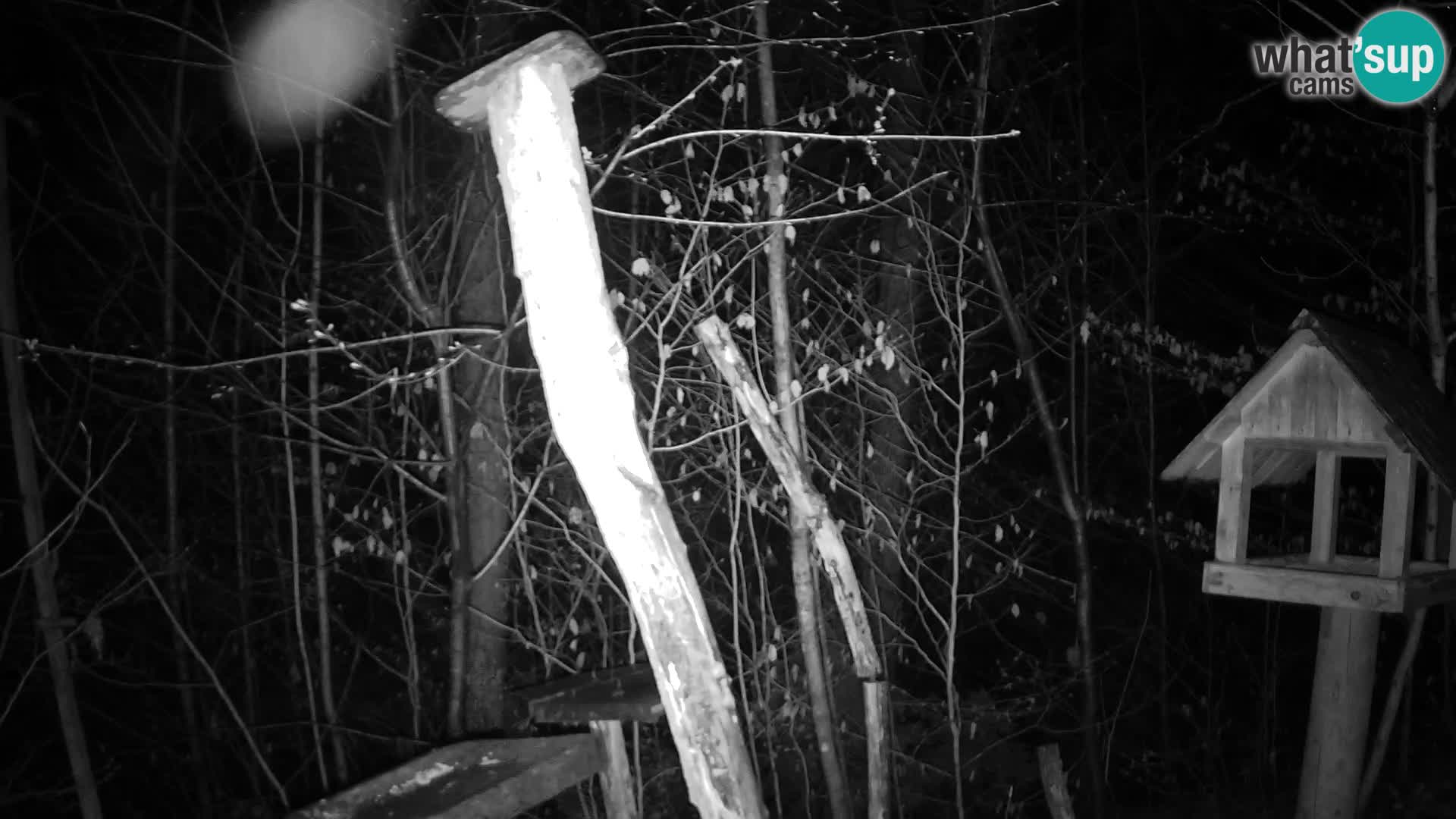 Bird feeders at ZOO Ljubljana webcam