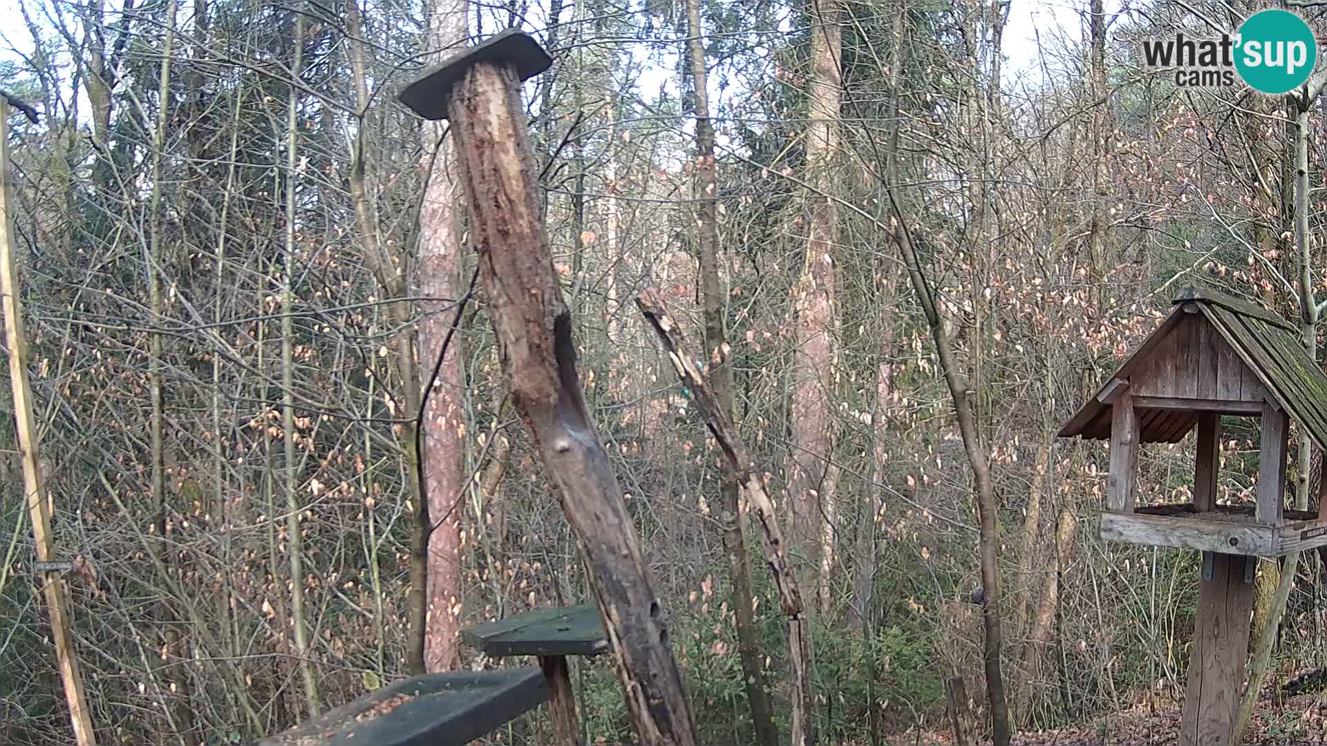 Mangiatoie per uccelli allo ZOO di Lubiana livecam