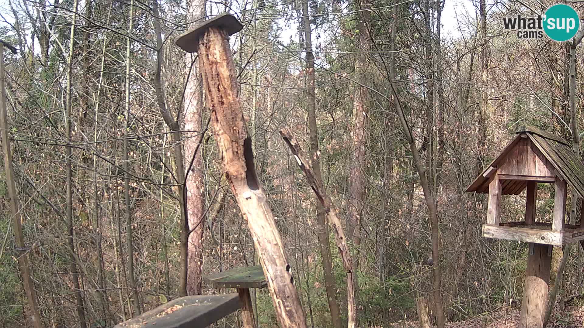 Bird feeders at ZOO Ljubljana webcam