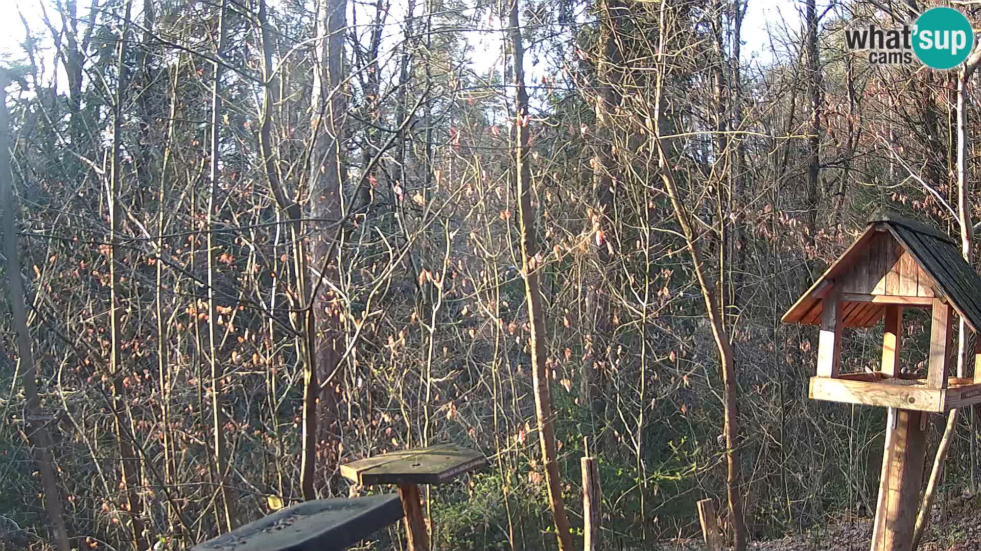 Vogelfutterhäuschen im ZOO webcam Ljubljana