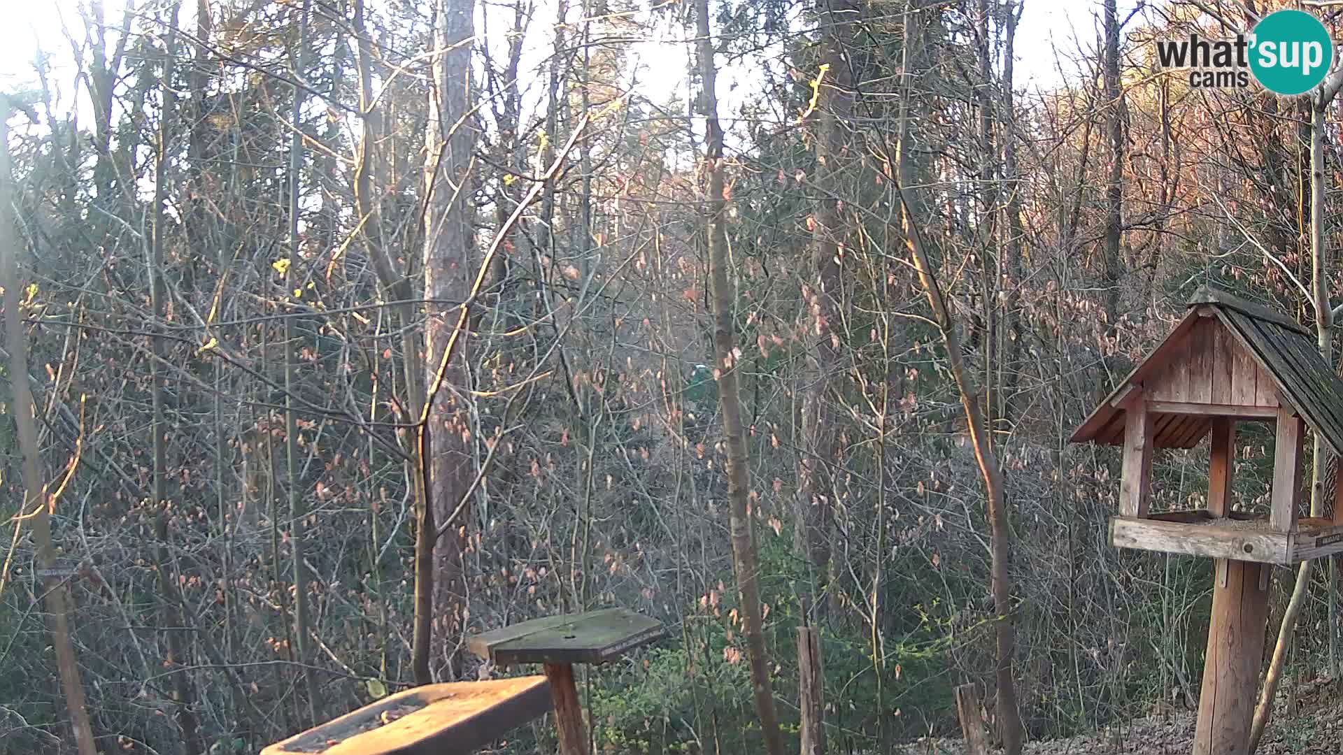 Mangiatoie per uccelli allo ZOO di Lubiana livecam