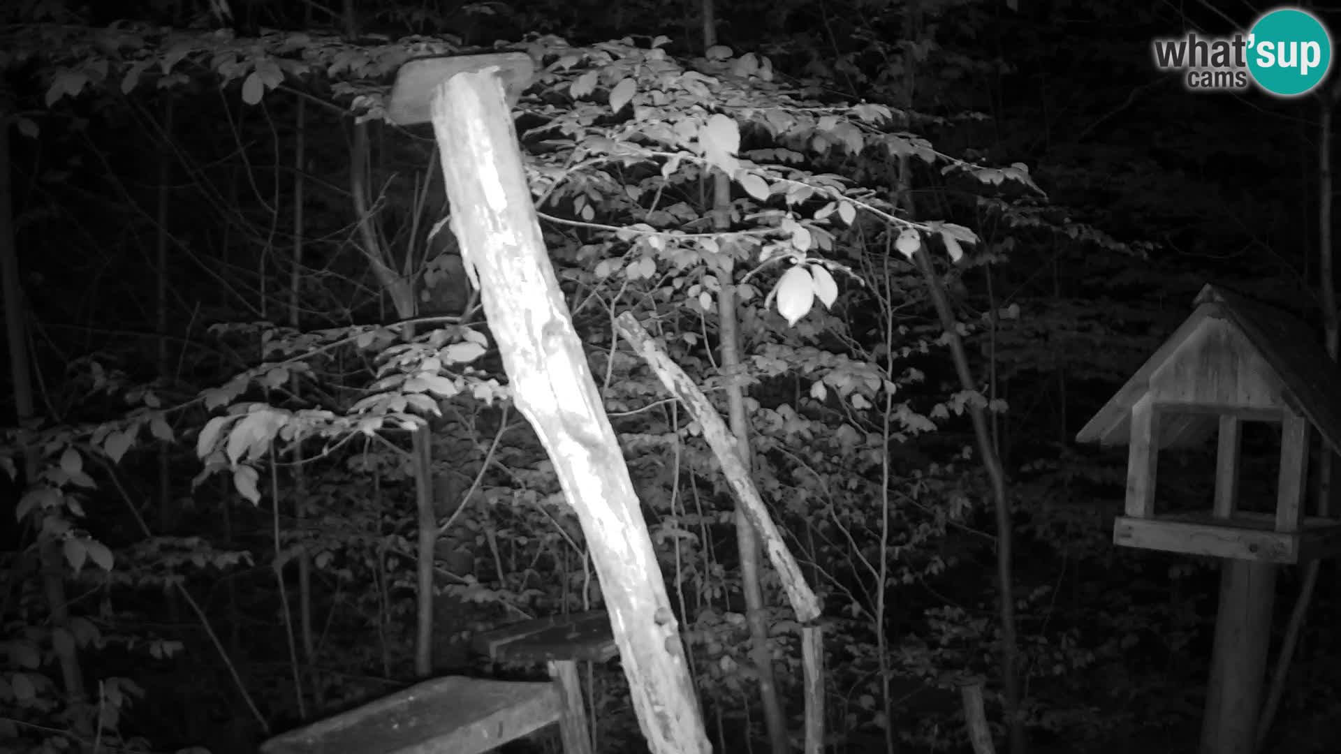 Vogelfutterhäuschen im ZOO webcam Ljubljana