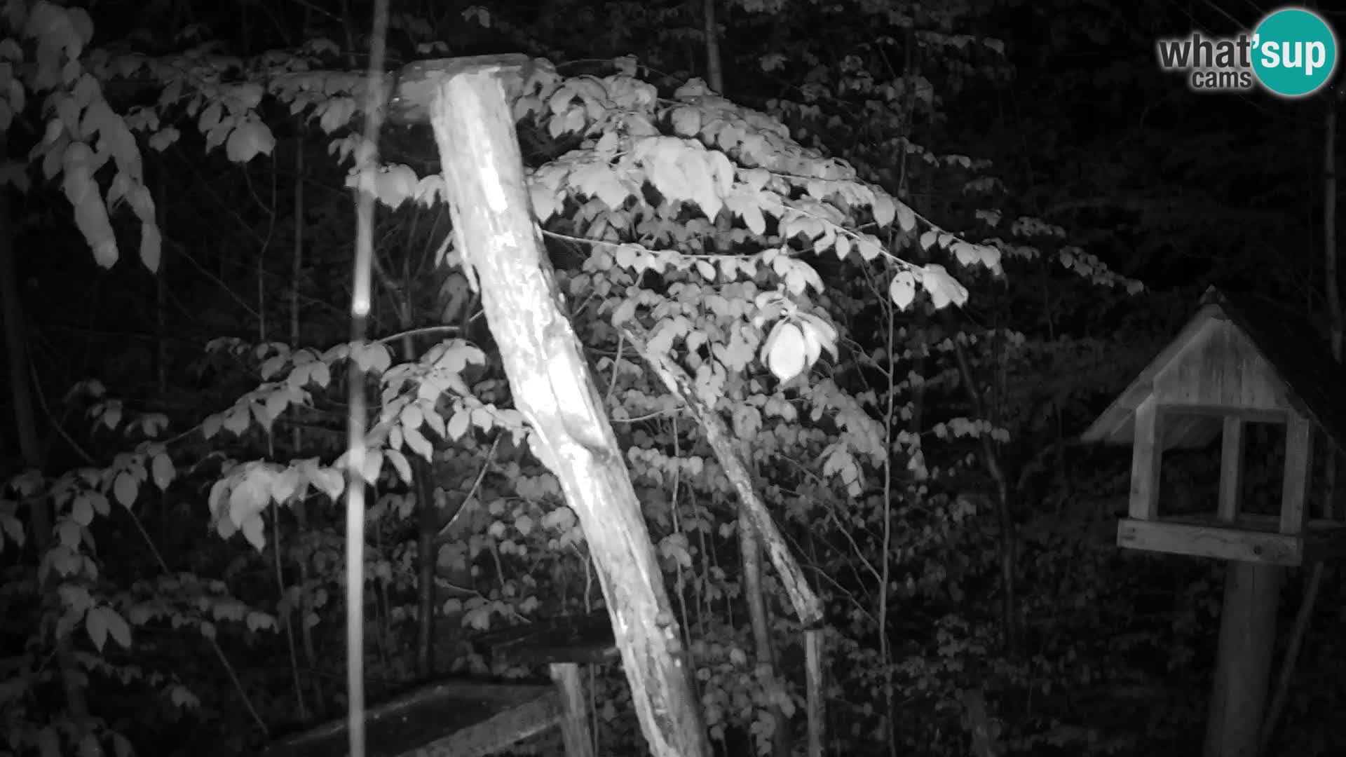 Mangeoires pour oiseaux au ZOO live webcam Ljubljana