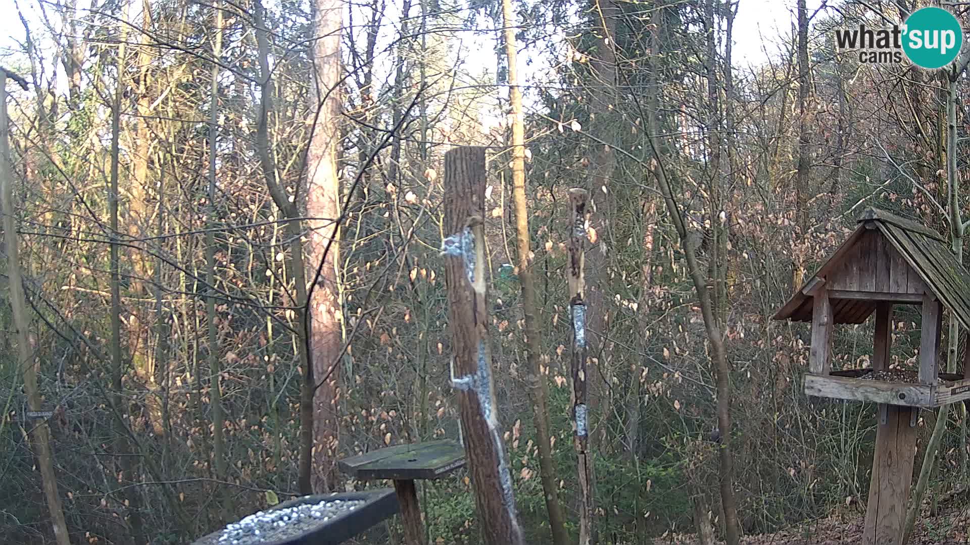 Bird feeders at ZOO Ljubljana webcam