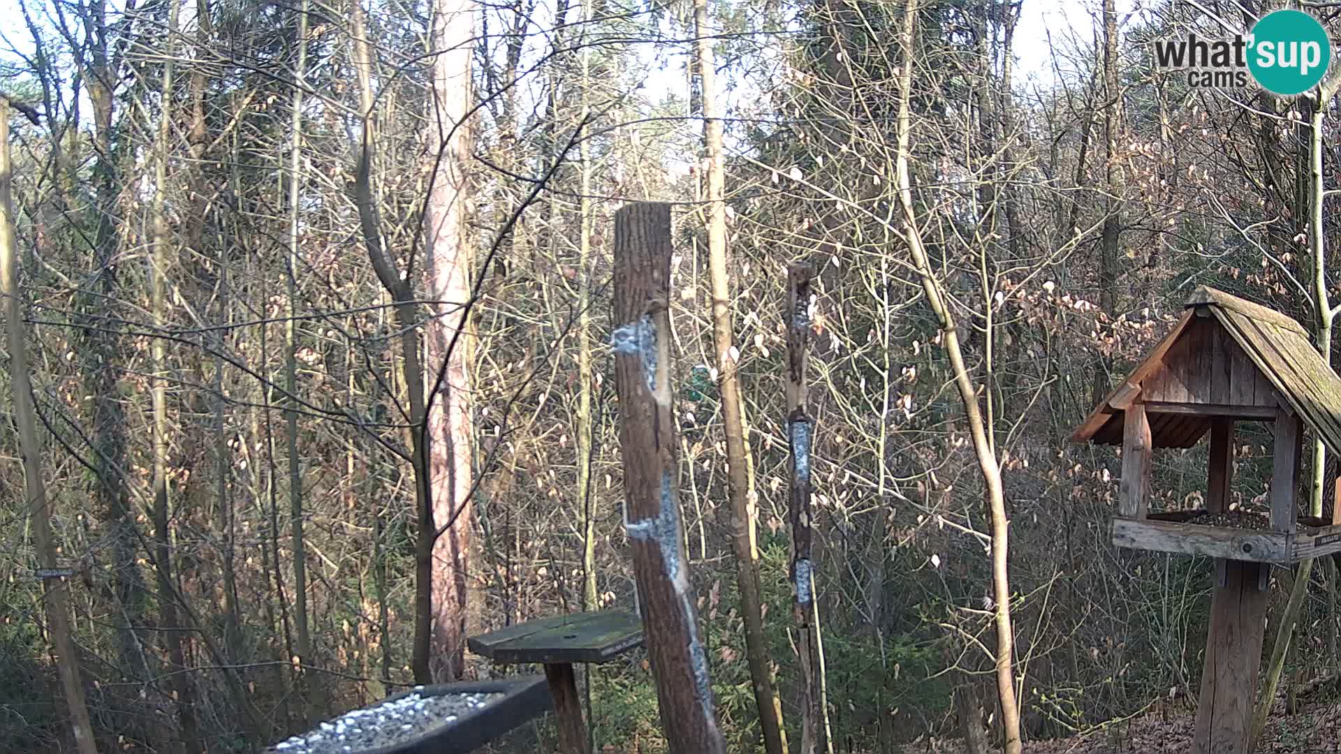 Krmilnice za ptiče v ZOO Ljubljana spletna kamera