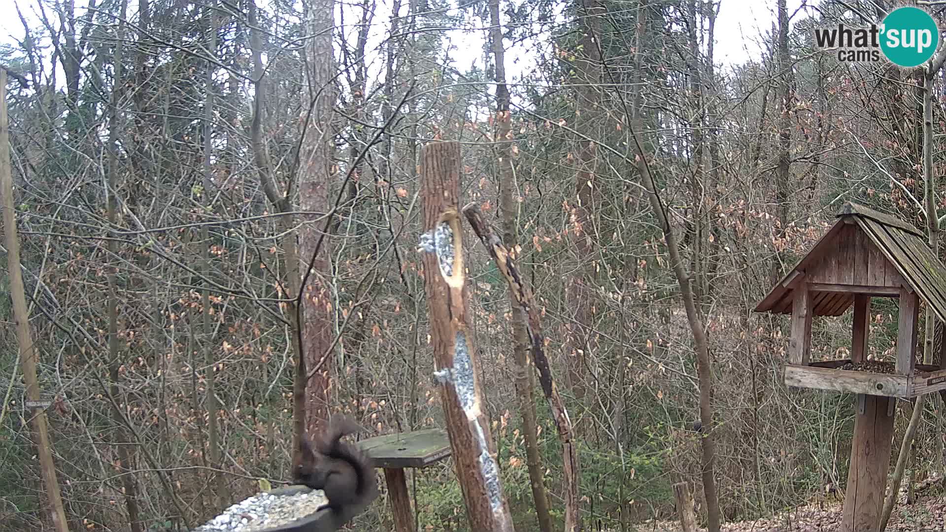 Hranilice za ptice u ZOO web kamera Ljubljana