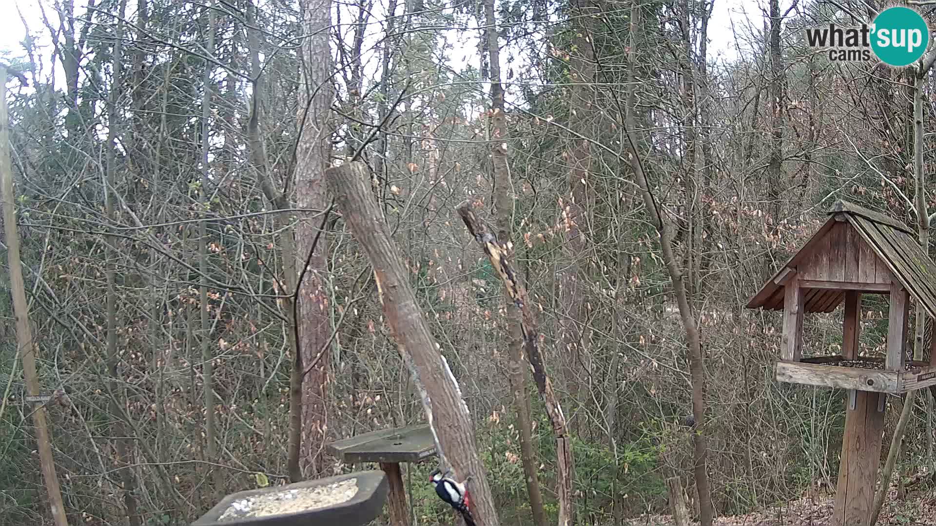 Mangeoires pour oiseaux au ZOO live webcam Ljubljana
