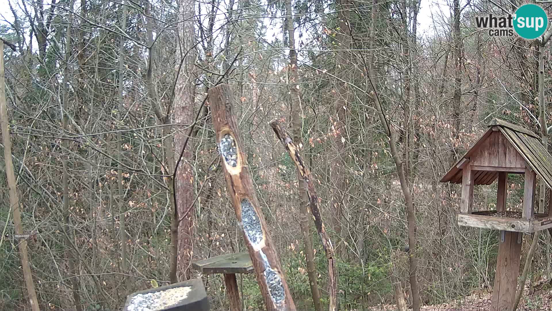 Bird feeders at ZOO Ljubljana webcam