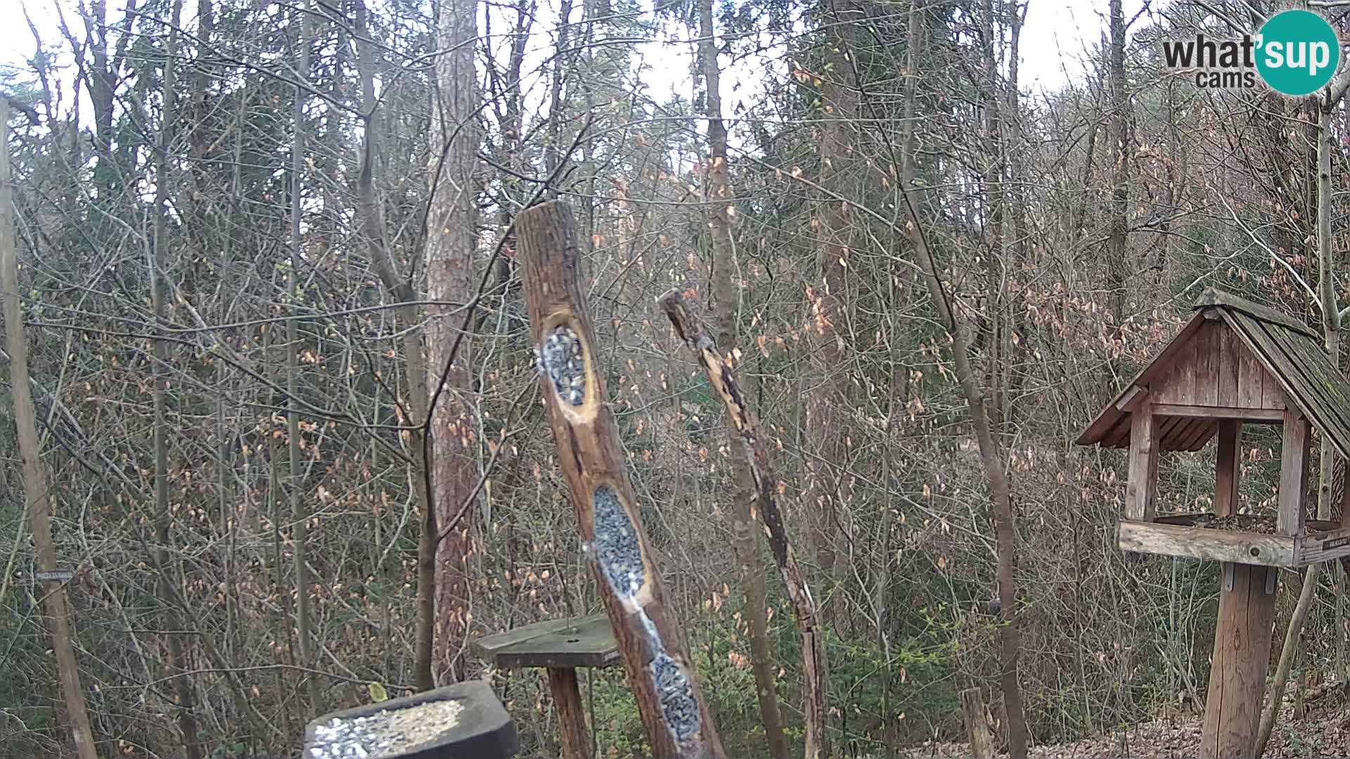 Vogelfutterhäuschen im ZOO webcam Ljubljana