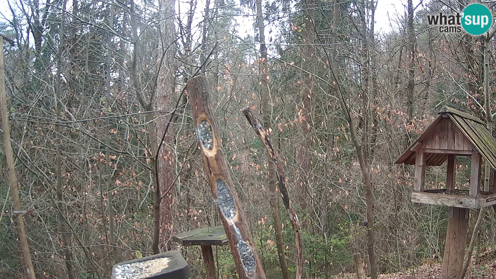 Comederos para pájaros en ZOO Ljubljana camera en vivo