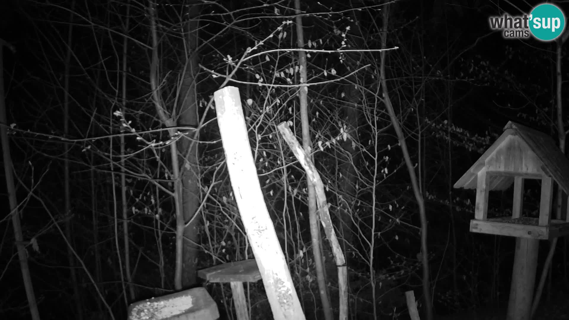 Mangiatoie per uccelli allo ZOO di Lubiana livecam