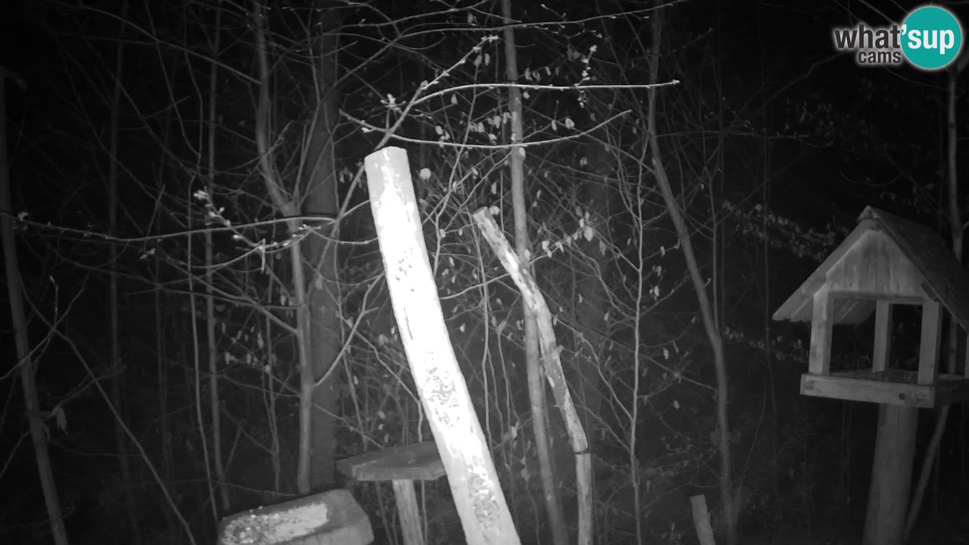 Bird feeders at ZOO Ljubljana webcam